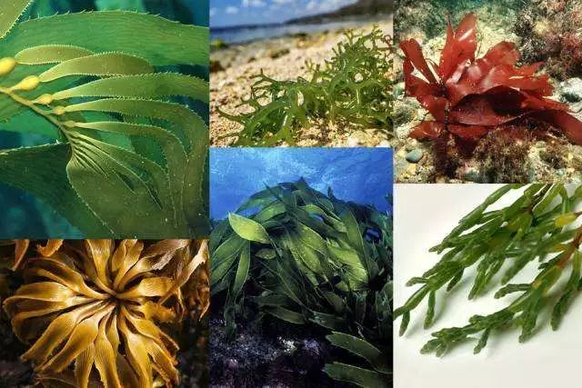 藻类专题褐藻