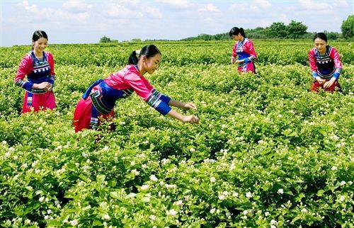 捷报|华汉文旅集团成功中标广西横县茉莉小镇策划规划