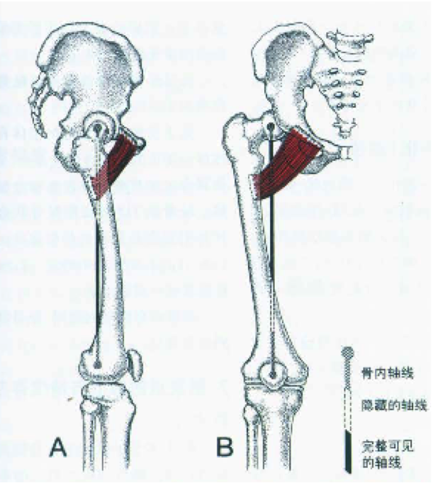 止于:股骨近侧端内后方的耻骨线起于:耻骨上支的耻骨梳,耻骨结节的