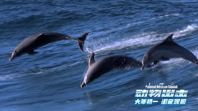 《動物出擊》首曝“萌寵奇兵”版預告看萌寵打響傢園守護戰