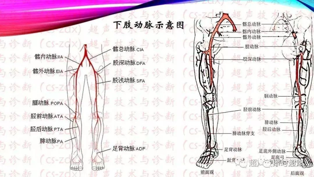 下肢静脉解剖图