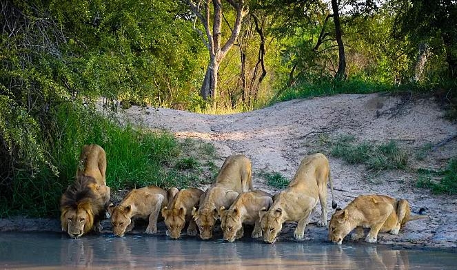 事实证明,无论狮群多大,哪怕成员数量接近30只的超级大狮群,主要负责