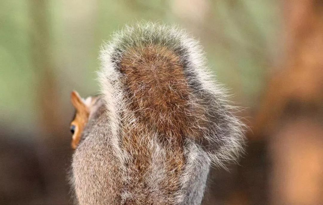 为什么松鼠的尾巴特别大?