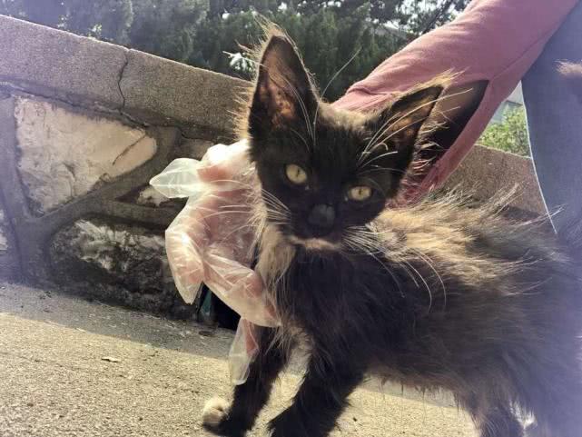網友抱回瘦小黑貓，養了6個月後哭笑不得，網友：跟橘貓是親戚吧 萌寵 第2張