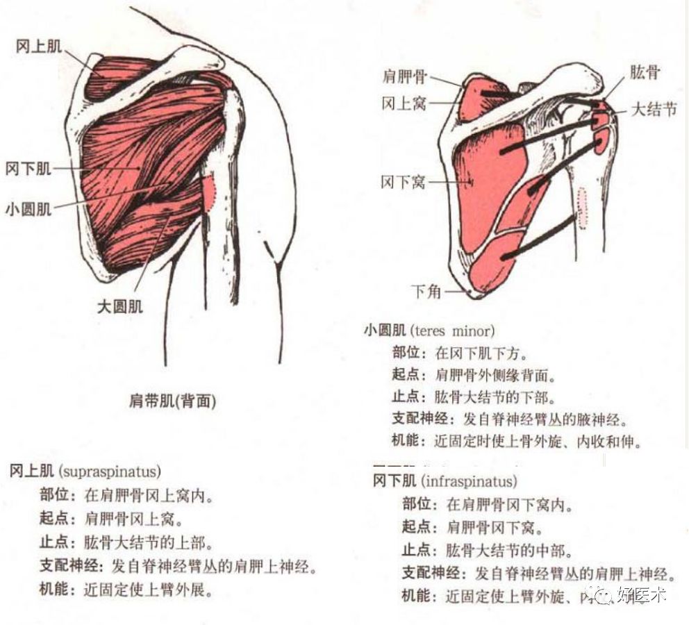 最全肩关节解剖及查体方法汇总,速收藏!