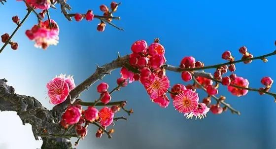 正是梅花盛开的时候 送大家冬天最美的花 一串串梅花代表着 一串串