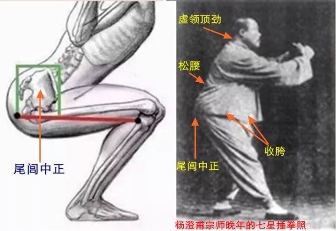 从杨澄甫拳照去体悟尾闾中正是立身中正的关键