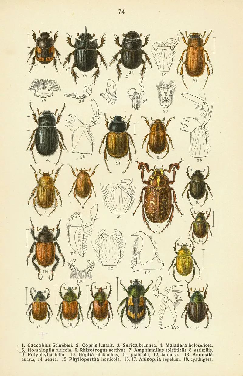 金龟子(蛴螬).两者都属于昆虫纲鞘翅目(coleoptera)多食亚目.