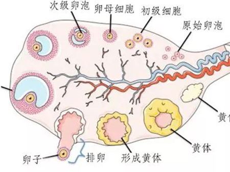 卵泡怎么写