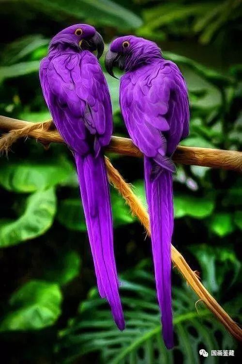 国画素材丨紫色鸟大合集!