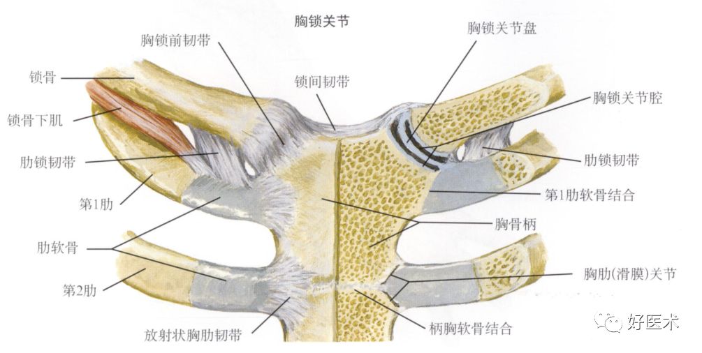 不是一个真正的关节 允许肩胛骨相对于胸廓运动 (三)韧带:有保护关节