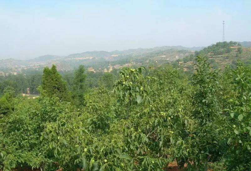 喜报费县芍药山万亩核桃园旅游区获评国家3a级旅游景区