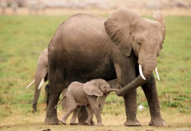 7,大象妈妈和小象