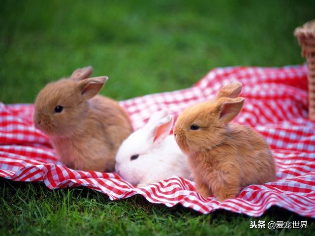 兔子吃狗粮会怎么样