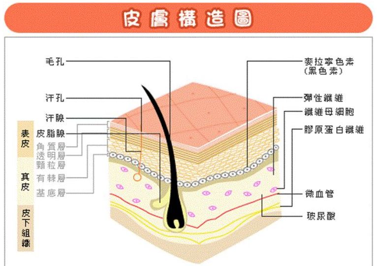 断奶喝花椒水的原理_18(2011菏泽).牲畜自动饮水器的示意图,如图5所示,饮水杯a、b、c的水位可以(2)