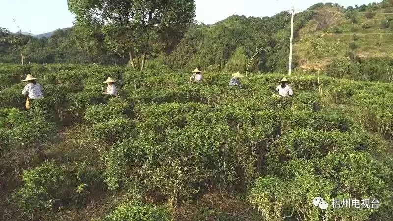 六堡镇:千年茶文化 茶香飘万里_梧州