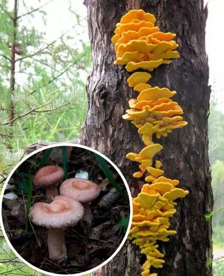 图为常见的野生毒蘑菇.