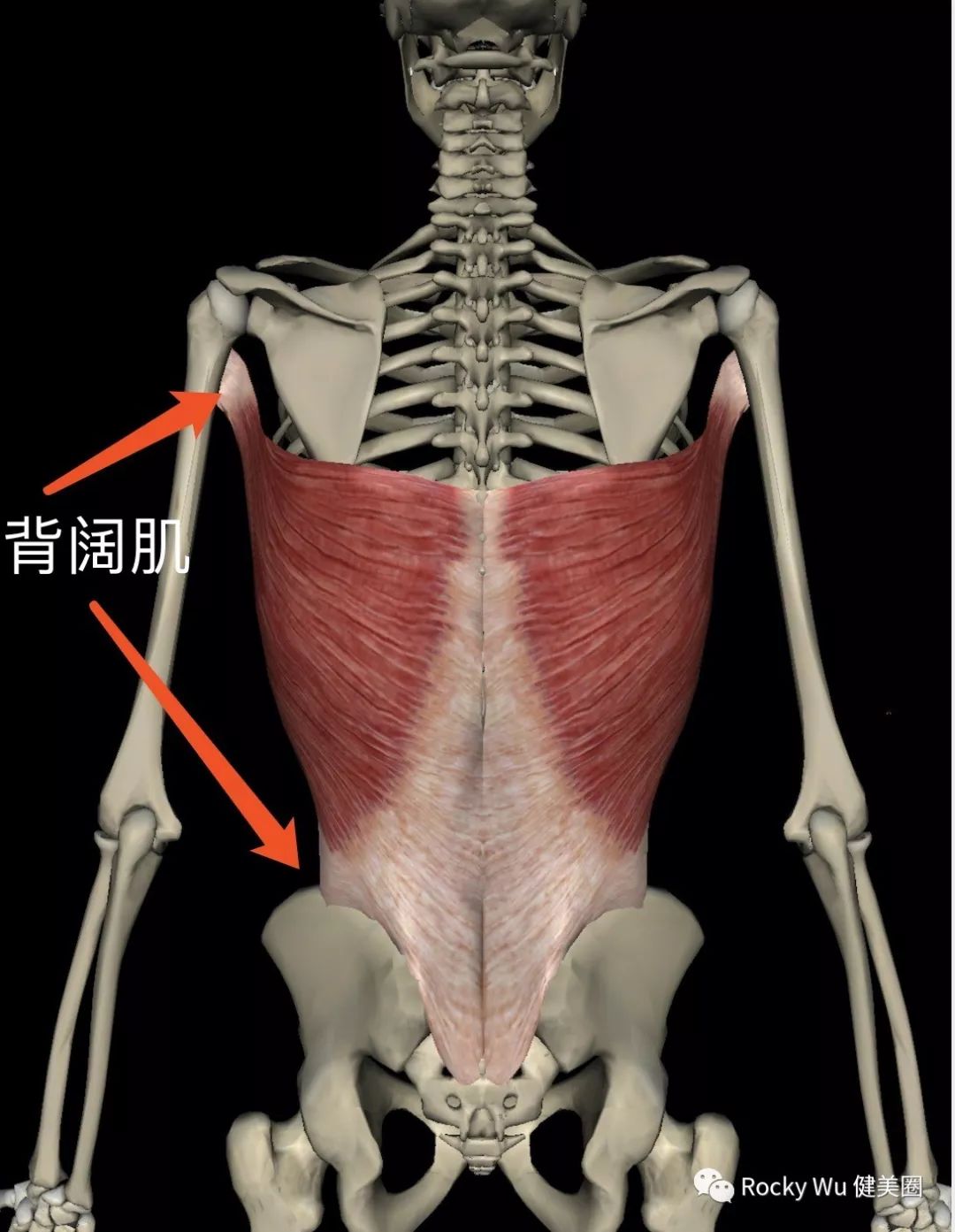 3斜方肌 cucullaris位置位于颈部和背上部的浅层.