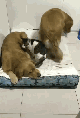 两只大金毛和猫咪正窝在一起睡觉，三个毛小孩太温馨了