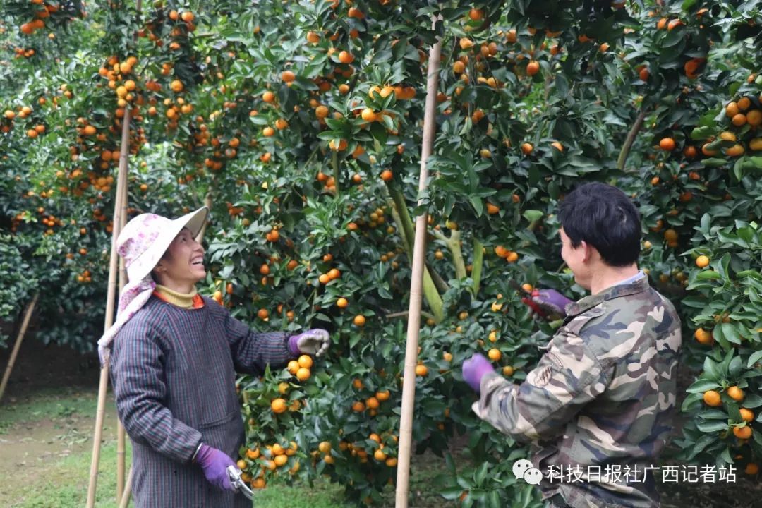 西林县沙糖桔迎来丰收,村民喜笑颜开