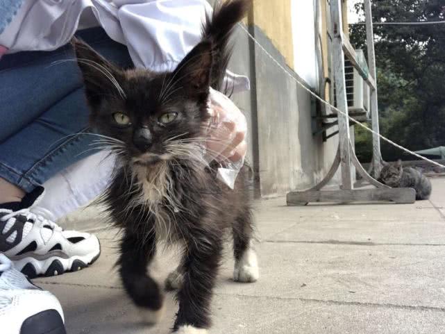 網友抱回瘦小黑貓，養了6個月後哭笑不得，網友：跟橘貓是親戚吧 萌寵 第1張