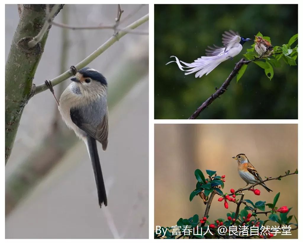 鸟种特点:以山地鸟类为主,杭州鸟类较为丰富和聚集的地点之一,常年