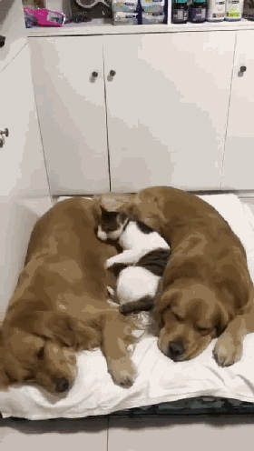 两只大金毛和猫咪正窝在一起睡觉，三个毛小孩太温馨了