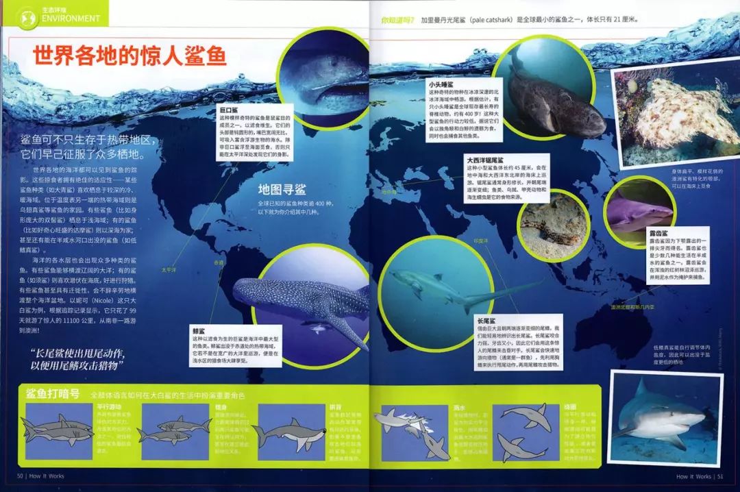 鲨鱼有哪些肢体语言,它们在深海里如何交流?