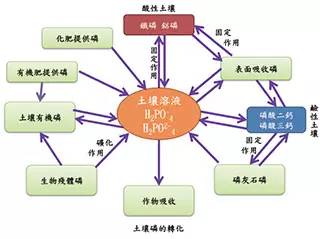 深入了解植物营养磷元素