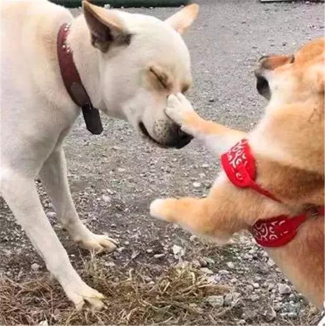 土狗被柴犬欺负,忍耐多次后悍然反击,按头教育小柴犬讲礼貌!