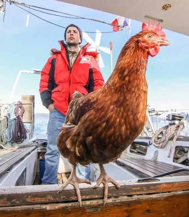 90後帥哥帶著一只雞環遊世界，起初為了每天能吃上雞蛋，結果…… 旅行 第3張
