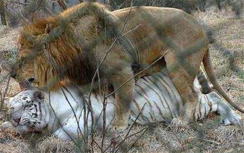 老虎一脸的无奈,这表情实在是太无辜了,做梦都想不到百兽之王给狮子