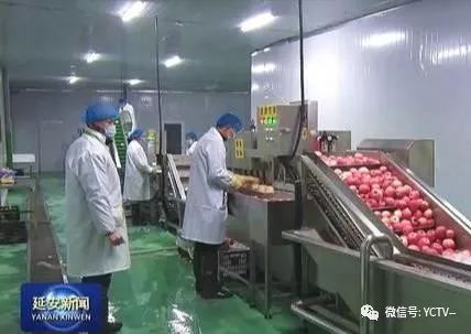 宜川：蘋果深加工，助力果業轉型升級，延伸果業產業鏈 科技 第2張
