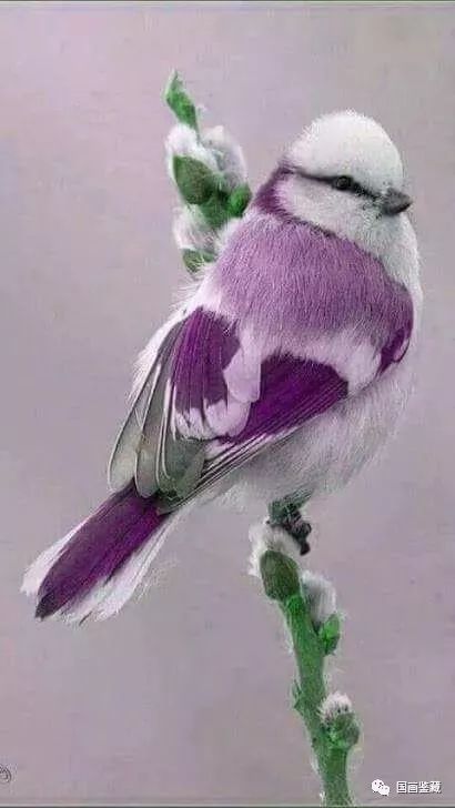 国画素材丨紫色鸟大合集