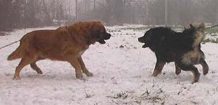 藏獒瘋狂挑釁高加索犬，高加索掙脫鎖鏈與其大戰，結局出人意料！ 萌寵 第1張