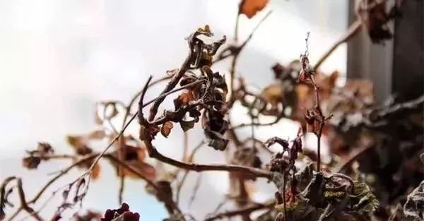 花草冬天枯萎的原因和解决妙招来袭