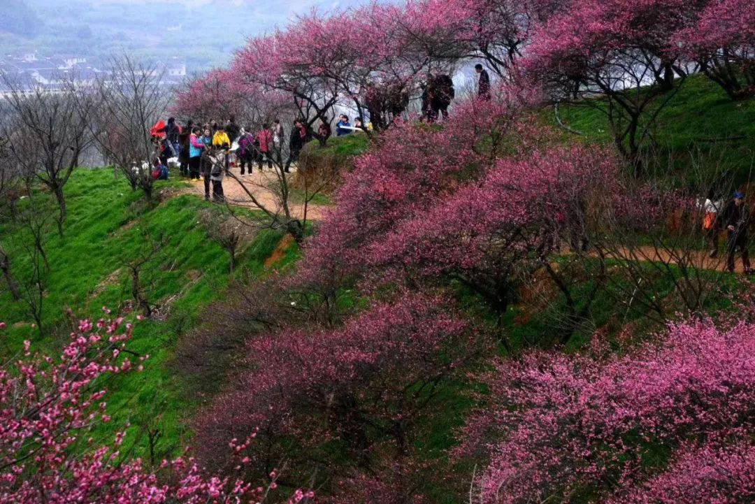 位于竹山县文峰乡境内的太和梅花谷景区,因有千年太和观和华中地区最