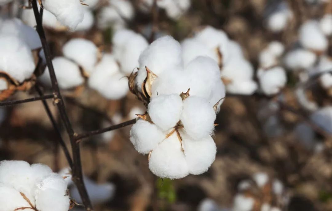 众所周知,棉花作为主要农作物,从身上的衣服到床上的被褥,棉花就是