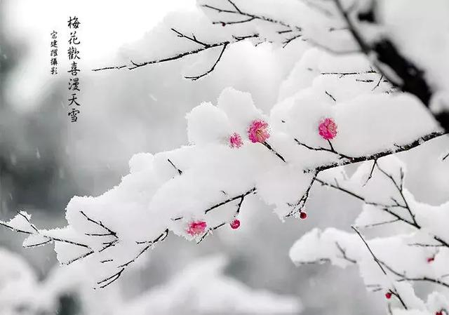 梅须逊雪三分白雪却输梅一段香