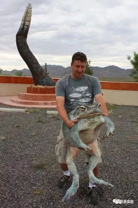 世界上最大的青蛙,重达35斤 ▼