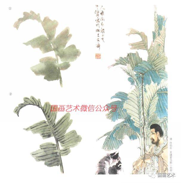 芭蕉的没骨画法