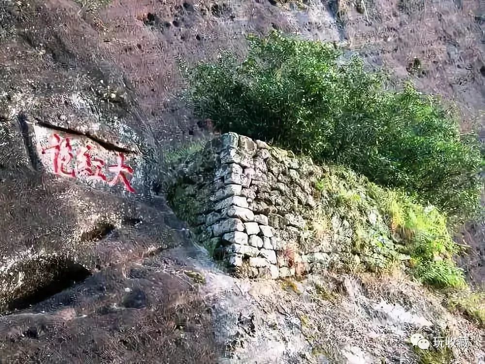 最昂贵的树——武夷山大红袍茶树