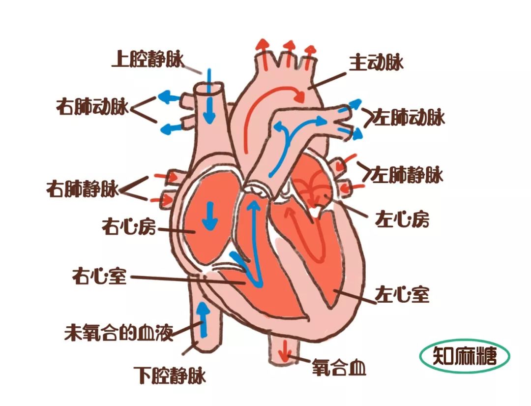 手绘心脏解剖图平面