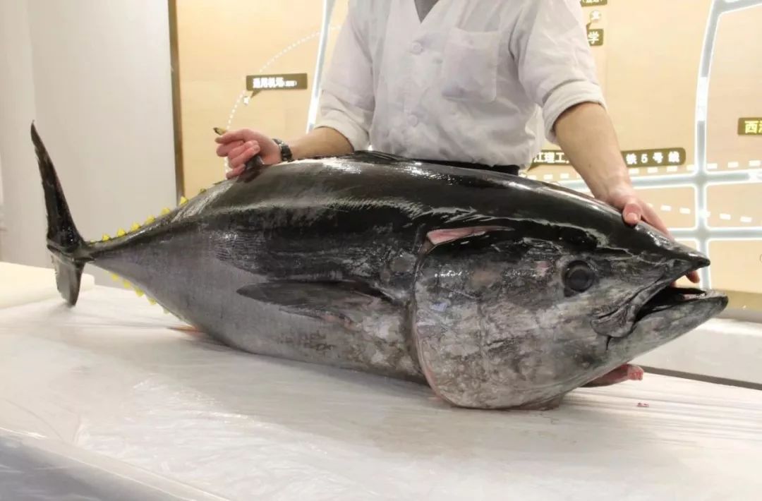 2013年筑地鱼市的金枪鱼拍卖会上,一条222公斤的蓝鳍金枪鱼拍出了1.
