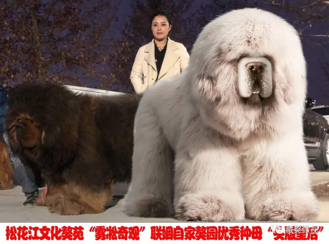 藏獒微视顶级时尚雪獒雾凇奇观搭配自家头版皇后后代必将非同凡响