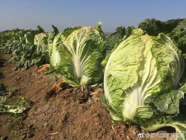 临颍老乡种的白菜熟了,需要买白菜的可以看下!