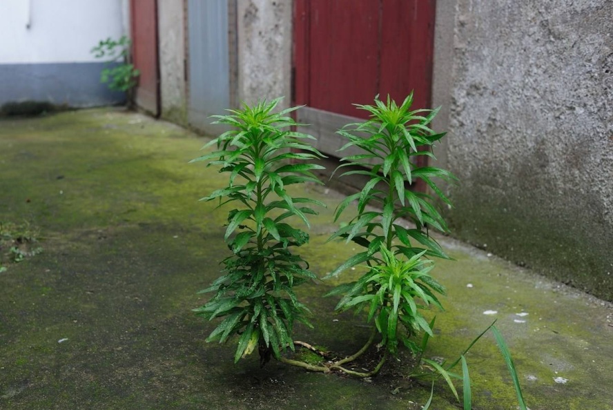 当然,飞蓬草在中医药临床上还有极高的应用价值.