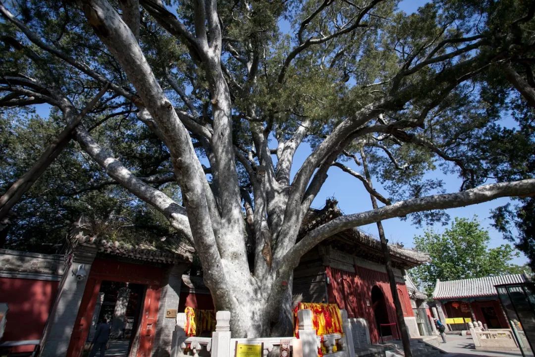 门头沟区戒台寺九龙松白皮松之王好像在迎接过往的来客,故名"迎客松"