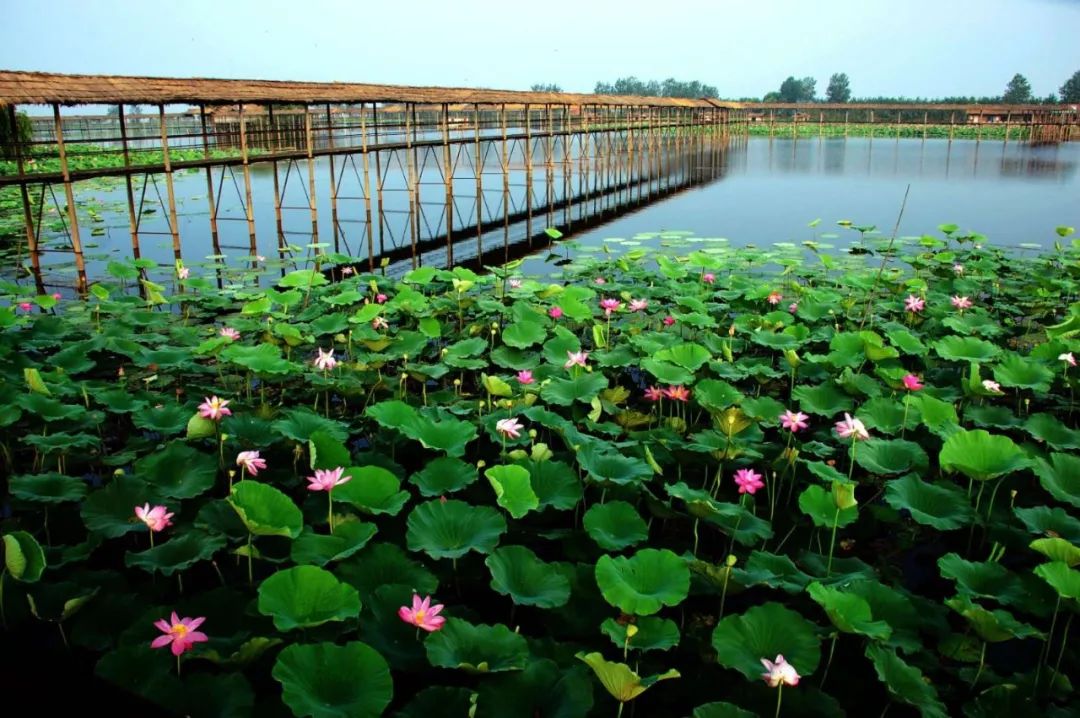 鱼米之乡——洪湖湖区实拍