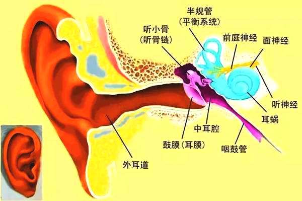 你晕车吗?——前庭半规管